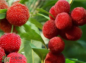 吃楊梅會感染sk5病毒嗎？吃楊梅感染sk5病毒是真的嗎？