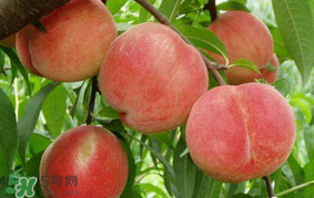 水蜜桃可以和香蕉一起吃嗎？水蜜桃可以跟香蕉同吃嗎？