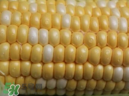 水果玉米孕婦能吃嗎？懷孕可以吃水果玉米嗎