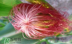 玉米須怎樣保存？玉米須可以曬干保存嗎？