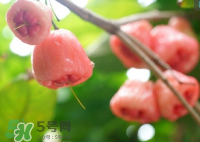 蓮霧什么季節(jié)吃最好？什么品種的蓮霧最好吃