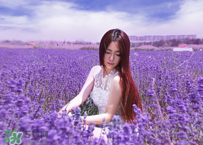 六月份還有薰衣草嗎？6月份哪里有薰衣草？