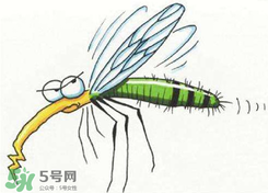 招蚊子是什么原因？招蚊子體質(zhì)怎么辦？