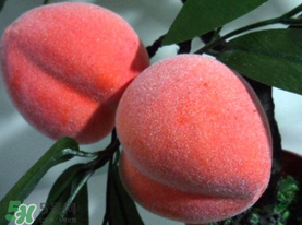 提子和桃子能一起吃嗎？提子和桃子一起吃好嗎？