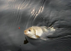 六月份怎么釣鯽魚？6月份釣鯽魚用什么餌料？