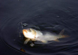 六月份怎么釣鯽魚？6月份釣鯽魚用什么餌料？