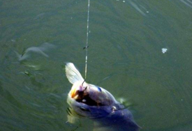 六月份怎么釣鯽魚？6月份釣鯽魚用什么餌料？