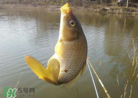 六月份怎么釣鯉魚？六月份釣鯉魚技巧