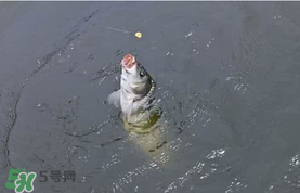 六月份怎么釣鯉魚？六月份釣鯉魚技巧