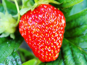 夏天有草莓嗎？夏天草莓結(jié)果嗎？