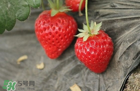 夏天有草莓嗎？夏天草莓結(jié)果嗎？