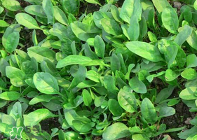 夏天可以種菠菜嗎？夏天菠菜為什么難種植？