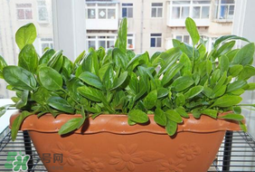 夏天可以種菠菜嗎？夏天菠菜為什么難種植？