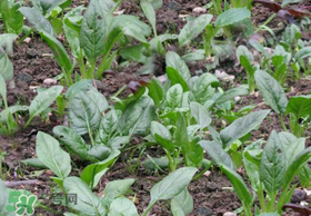 夏天可以種菠菜嗎？夏天菠菜為什么難種植？