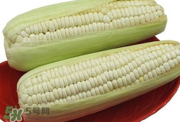 糯玉米怎么保存時(shí)間長(zhǎng)？新鮮的糯玉米如何保存
