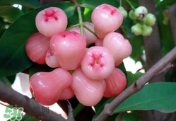 蓮霧什么季節(jié)吃最好？什么品種的蓮霧最好吃