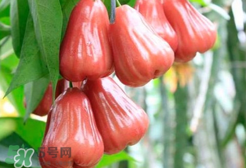 蓮霧什么季節(jié)成熟？蓮霧什么時候成熟