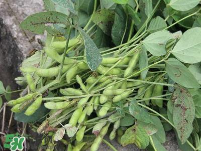 六月份可以種毛豆嗎？六月份毛豆怎么種植？