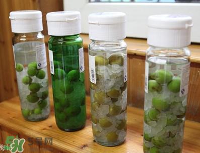 青梅酒用什么酒泡？青梅酒用什么酒好？