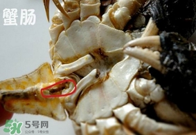面包蟹是哪里產的？面包蟹哪里不能吃圖解