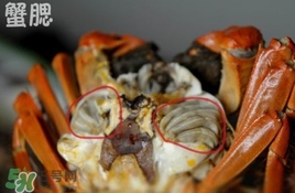 面包蟹是哪里產的？面包蟹哪里不能吃圖解