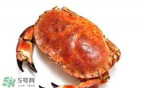 面包蟹是海蟹嗎？面包蟹吃什么東西