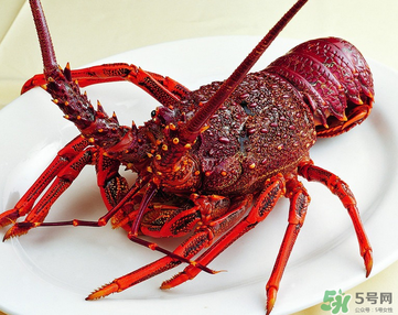 澳洲龍蝦是淡水的嗎？澳洲龍蝦是海鮮嗎？