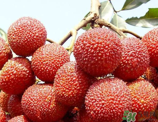荔枝吃多了會胖嗎？吃荔枝會長胖嗎？