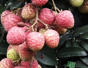 荔枝吃多了會流鼻血嗎？吃荔枝會流鼻血嗎？