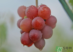提子皮澀怎么處理？提子皮澀能吃嗎？