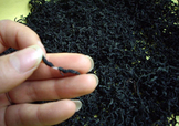 杜仲茶是熱性的嗎？杜仲茶和杜仲是一樣?xùn)|西嗎