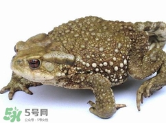 蟾蜍怎么讀？蟾蜍是保護(hù)動物嗎？