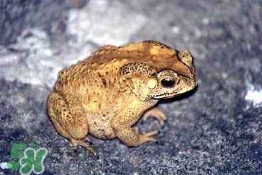 蟾蜍怎么分辨公母？蟾蜍如何養(yǎng)殖