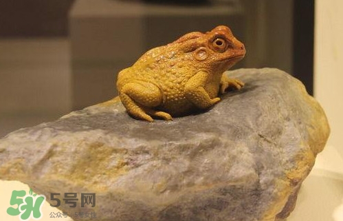 蟾蜍能活多久？蟾蜍可以活多少年