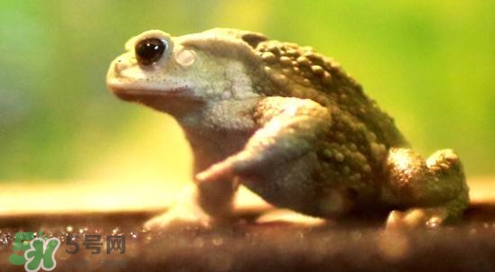 蟾蜍是害蟲還是益蟲？蟾蜍是幾級保護動物