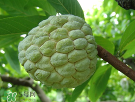 番荔枝什么時(shí)候成熟？番荔枝什么時(shí)候開花？