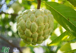 番荔枝什么時(shí)候成熟？番荔枝什么時(shí)候開花？