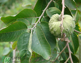 番荔枝什么時(shí)候成熟？番荔枝什么時(shí)候開花？