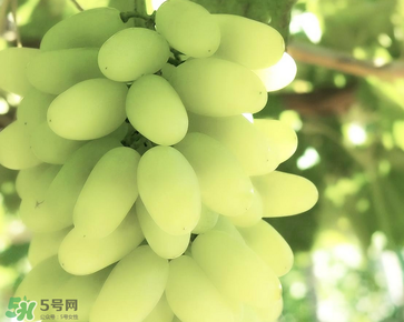 馬奶葡萄什么時候上市？馬奶葡萄2017上市時間