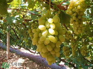 馬奶葡萄多少錢一斤？馬奶葡萄2017價格