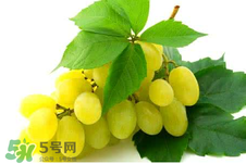 馬奶葡萄多少錢一斤？馬奶葡萄2017價格