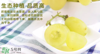 馬奶葡萄怎么保存？馬奶葡萄保存方法