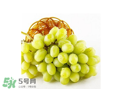 馬奶葡萄怎么保存？馬奶葡萄保存方法