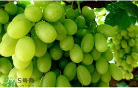 馬奶葡萄怎么保存？馬奶葡萄保存方法
