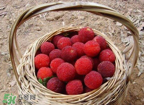 煮楊梅汁需要煮多長時間？楊梅汁怎么煮？