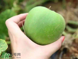 梨瓜是熱性還是涼性？梨瓜是酸性還是堿性？