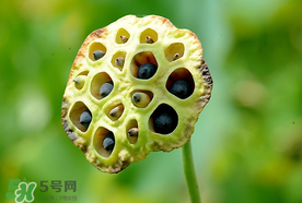蓮蓬什么時候成熟？蓮蓬什么時候上市？