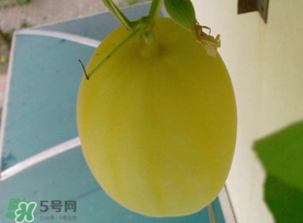 黃金瓜什么時(shí)候成熟？黃金瓜什么時(shí)候吃？