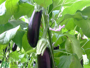 茄子怎么挑選？如何挑選茄子？