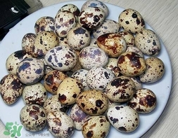 鵪鶉蛋和雞蛋哪個營養(yǎng)價值高？鵪鶉蛋怎么選購？